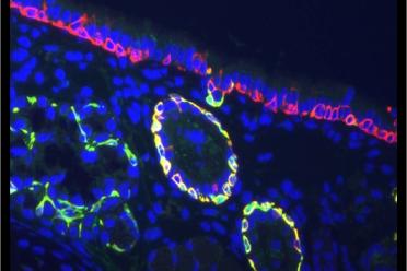 Microscope image of stem cells.