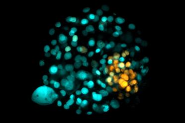 A 3D embryo model generated by Jia Tan and Guizhi Sun, courtesy of the Polo lab