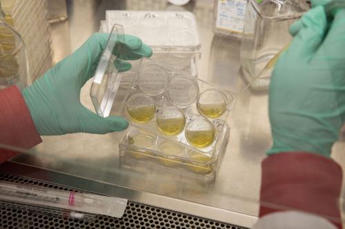 Hands with gloves handle a container with lab sample at UCLA.