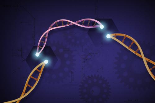 Graphic illustration of CRISPR-Cas9, a customizable tool that lets scientists cut and insert small pieces of DNA at precise areas along a DNA strand. 