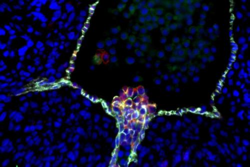 Human blood stem cells emerging from specialized endothelial cells in the wall of an embryonic aorta.