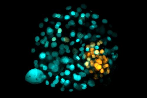 A 3D embryo model generated by Jia Tan and Guizhi Sun, courtesy of the Polo lab