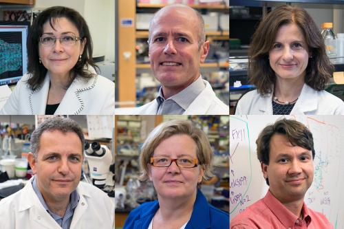 Clockwise from top left: Luisa Iruela-Arispe, Dr. S. Thomas Carmichael, Dr. Inma Cobos, William Lowry, Kathrin Plath and Bennett Novitch.