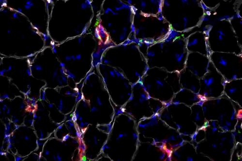 Nanoparticles (green) injected intravenously into mice are capable of entering muscle (outlined in grey) from blood vessels (red).