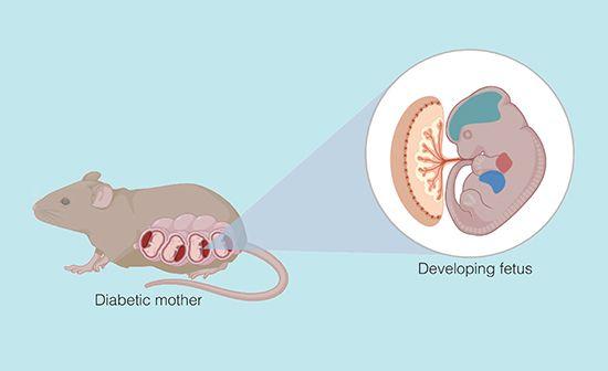 Graphic image of a diabetic mouse model